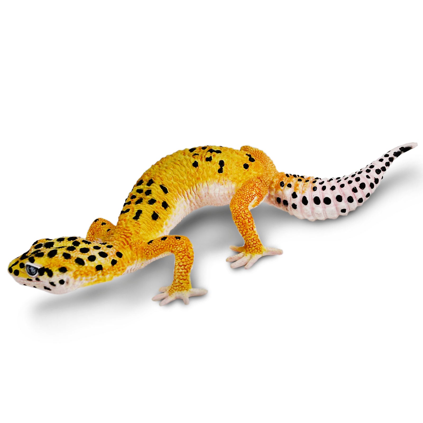 『 Yellow Leopard fam 』by Zuberi 30*40cm Leopard Gecko - Safari Ltd® | Browse the SafariPedia